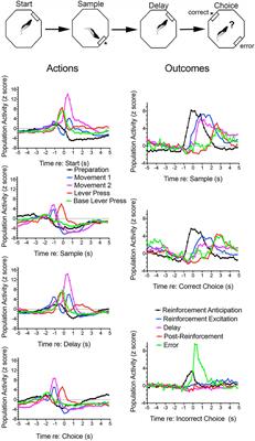 Where Actions Meet Outcomes: Medial Prefrontal Cortex, Central Thalamus, and the Basal Ganglia
